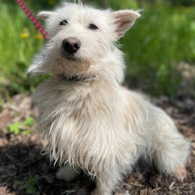 🌺Tita ist eine junge Westie- Mischlingshündin einer kleinen Rasse, die ein schönes Zuhause sucht🌷, Westie - Mischling - Hündin