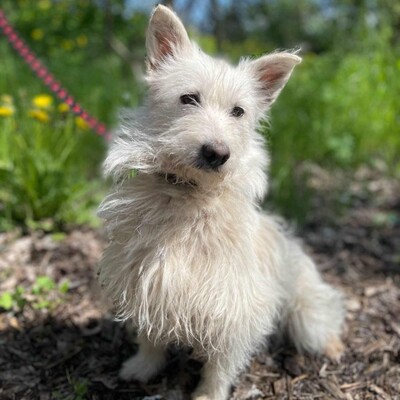 🌺Tita ist eine junge Westie- Mischlingshündin einer kleinen Rasse, die ein schönes Zuhause sucht🌷, Westie - Mischling - Hündin