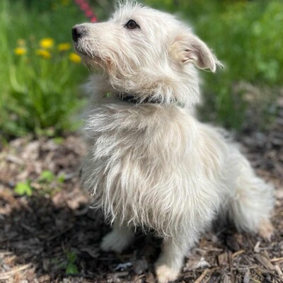 🌺Tita ist eine junge Westie- Mischlingshündin einer kleinen Rasse, die ein schönes Zuhause sucht🌷, Westie - Mischling - Hündin