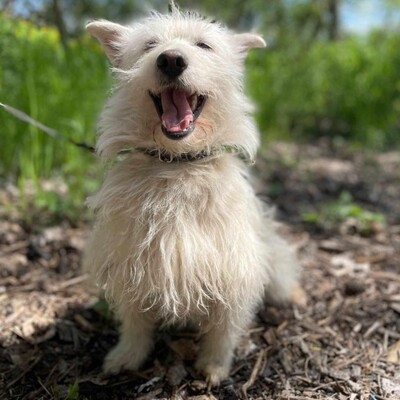 🌺Tita ist eine junge Westie- Mischlingshündin einer kleinen Rasse, die ein schönes Zuhause sucht🌷, Westie - Mischling - Hündin