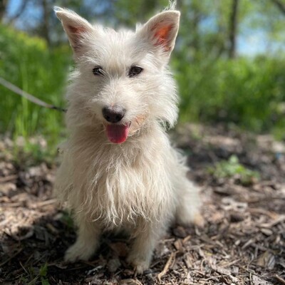 🌺Tita ist eine junge Westie- Mischlingshündin einer kleinen Rasse, die ein schönes Zuhause sucht🌷, Westie - Mischling - Hündin