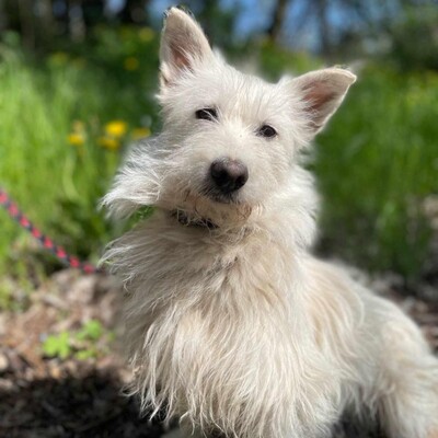 🌺Tita ist eine junge Westie- Mischlingshündin einer kleinen Rasse, die ein schönes Zuhause sucht🌷, Westie - Mischling - Hündin