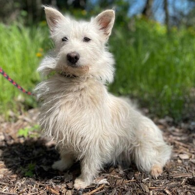 🌺Tita ist eine junge Westie- Mischlingshündin einer kleinen Rasse, die ein schönes Zuhause sucht🌷, Westie - Mischling - Hündin