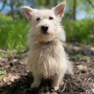 🌺Tita ist eine junge Westie- Mischlingshündin einer kleinen Rasse, die ein schönes Zuhause sucht🌷, Westie - Mischling - Hündin
