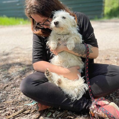 🌺Tita ist eine junge Westie- Mischlingshündin einer kleinen Rasse, die ein schönes Zuhause sucht🌷, Westie - Mischling - Hündin