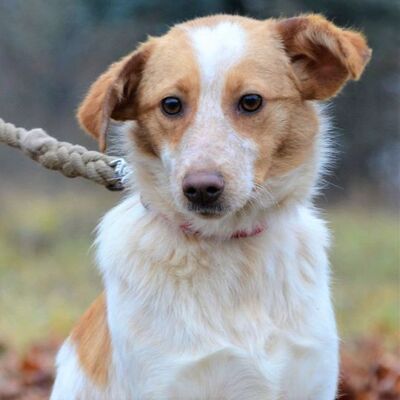 🌿🌿Tita wäre die perfekte Partnerin für eine aktive Familie👍, Mischling Welpen - Hündin