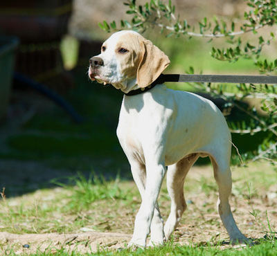 Titan - Aktiver Pointer (-Mix) Welpe, ca. 5 Monate, Pointer Mix Welpen - Rüde