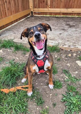 Titian Epagneul Mix Rüde sucht geduldiges Zuhause, Spaniel Mix - Rüde