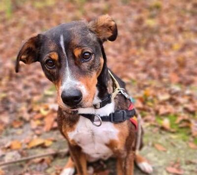 Titian Epagneul Mix Rüde sucht geduldiges Zuhause, Spaniel Mix - Rüde