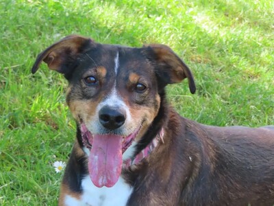 Titian Epagneul- Spaniel Mix, Epagneul- Spaniel Mix - Rüde