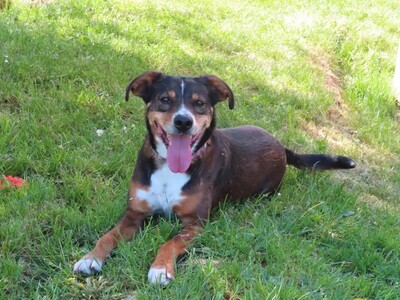 Titian Epagneul- Spaniel Mix, Epagneul- Spaniel Mix - Rüde