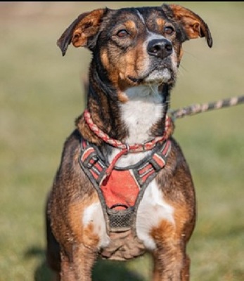 Titian Spaniel Mix Rüde sucht geduldiges Zuhause, Spaniel - Rüde
