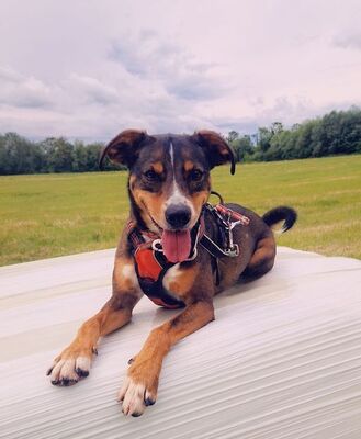 Titian Spaniel Mix sucht immer noch sein Zuhause, Spaniel - Rüde