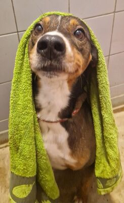 Titian Spaniel Mix wartet immer noch im Tierheim, Spaniel - Rüde