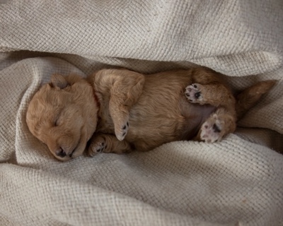 Tiva - Muntere Entdeckerin, ca. 5 Wochen, Mischling Welpen - Hündin