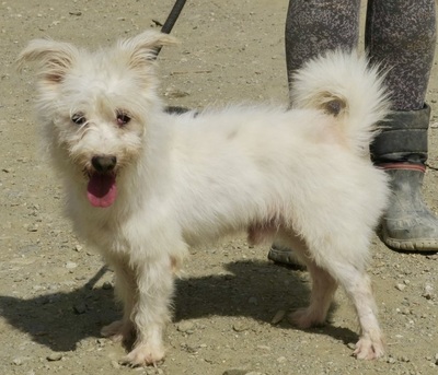 Tiziano, Terrier - Mix - Rüde