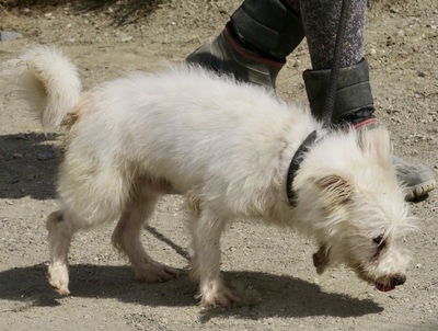 Tiziano, Terrier - Mix - Rüde