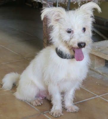 Tiziano, Terrier - Mix - Rüde