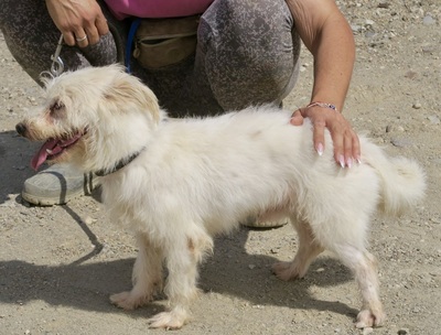 Tiziano, Terrier - Mix - Rüde