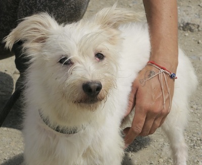 Tiziano, Terrier - Mix - Rüde