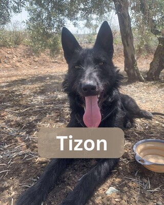 Tizon, Mischling - Rüde