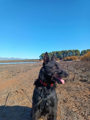 Tizon, Mischling - Rüde