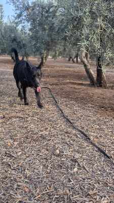 Tizon, Mischling - Rüde