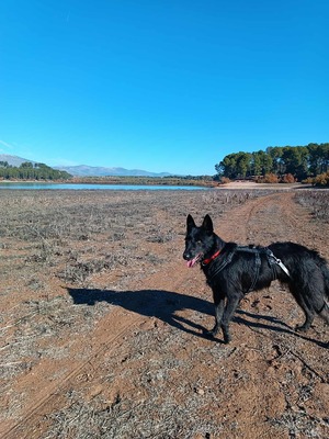 Tizon, Mischling - Rüde