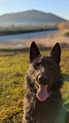 Tizon, Mischling - Rüde