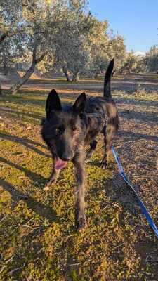 Tizon, Mischling - Rüde