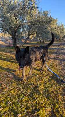 Tizon, Mischling - Rüde