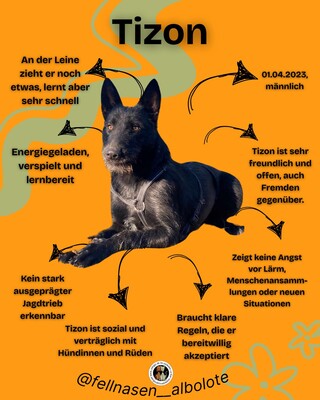 Tizon, Mischling - Rüde