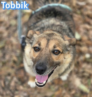 Tobbik, Mischling - Rüde