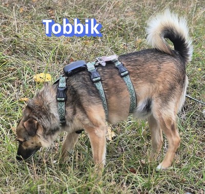Tobbik, Mischling - Rüde
