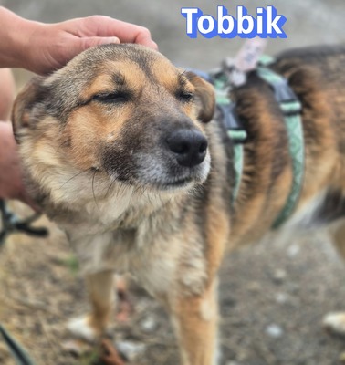Tobbik, Mischling - Rüde