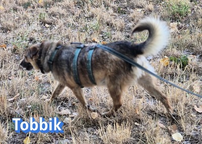Tobbik, Mischling - Rüde