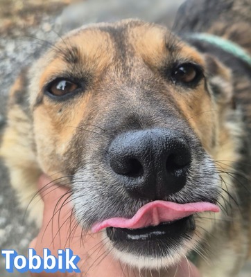 Tobbik, Mischling - Rüde