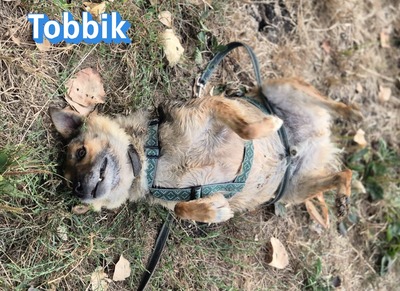 Tobbik, Mischling - Rüde