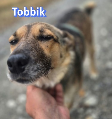 Tobbik, Mischling - Rüde