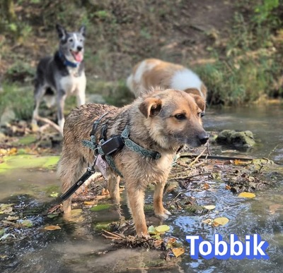 Tobbik, Mischling - Rüde