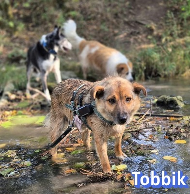 Tobbik, Mischling - Rüde