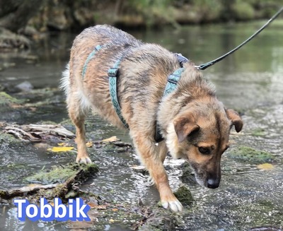 Tobbik, Mischling - Rüde