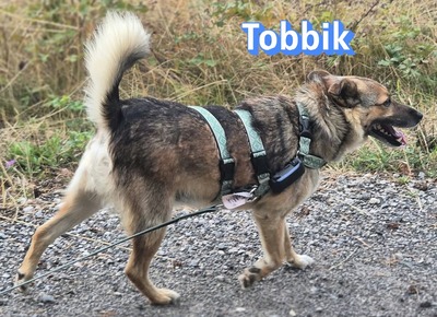 Tobbik, Mischling - Rüde