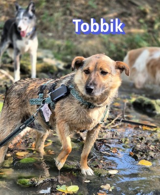 Tobbik, Mischling - Rüde