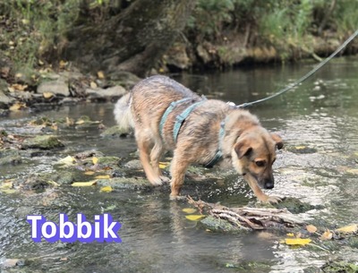 Tobbik, Mischling - Rüde