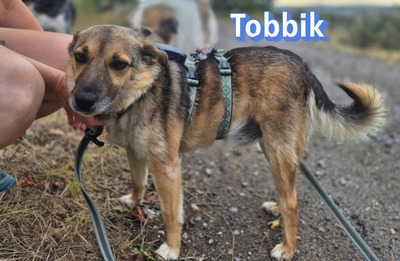 Tobbik, Mischling - Rüde
