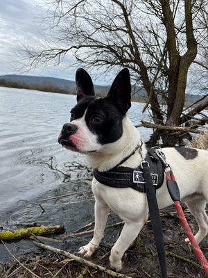 Tobby junger Franz. Bulldoggen Mix Rüde sucht ein Zuhause, Franz. Bulldogge - Rüde