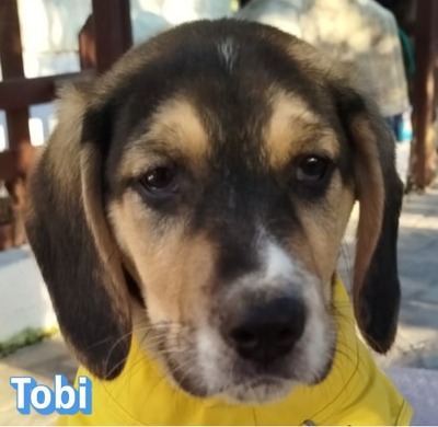 Tobi, Bracke Welpen - Rüde