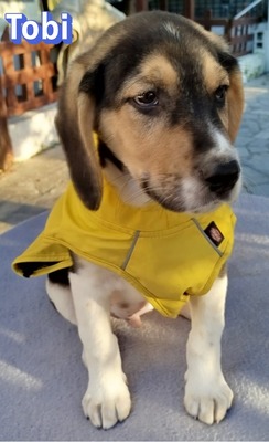 Tobi, Bracke Welpen - Rüde