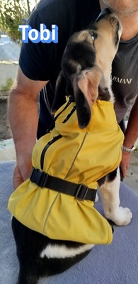 Tobi, Bracke Welpen - Rüde